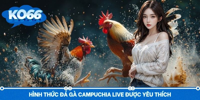 Loại hình đá gà Campuchia live thu hút nhiều người theo dõi