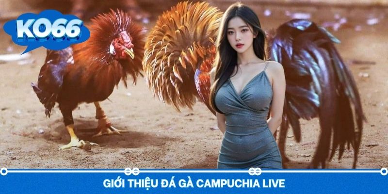 Sơ lược giới thiệu về đá gà Campuchia live