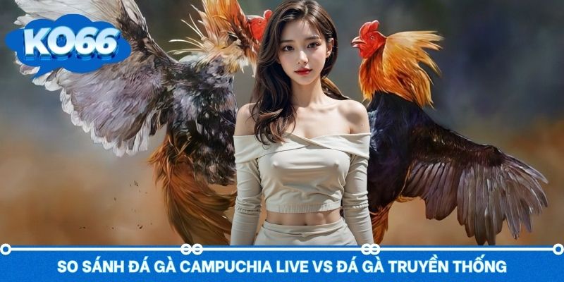 So sánh đá gà live Campuchia vs chọi kê truyền thống