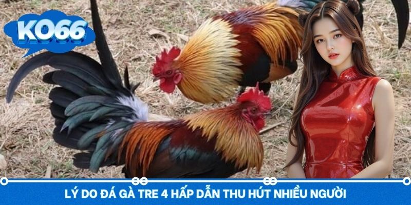 Sức hút của đá gà tre đến từ đâu - giải mã cho bạn