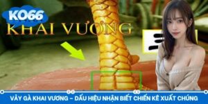 Vảy Gà Khai Vương – Dấu Hiệu Nhận Biết Chiến Kê Xuất Chúng